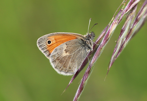 očkáň pohánkový  Coenonympha pamphilus