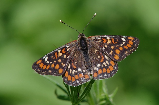 hnedáčik osikový Euphydryas maturna