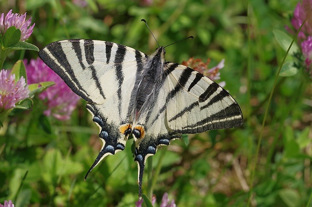 vidlochvost ovocný Iphiclides podalirius