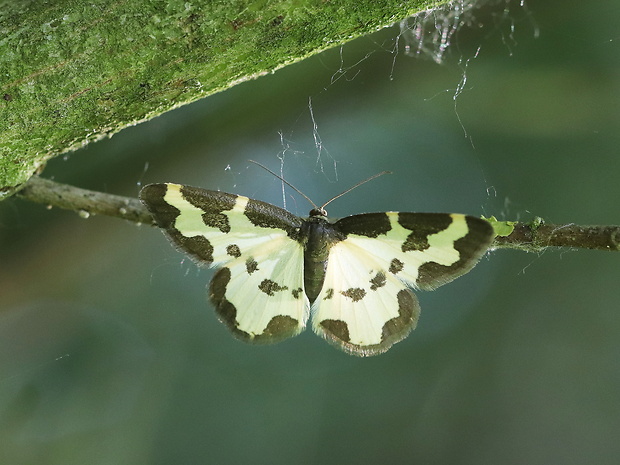 piadivka liesková  Lomaspilis marginata