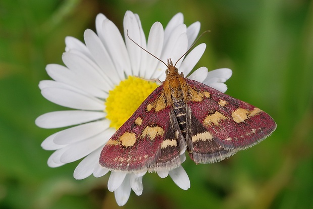 vijačka purpurová Pyrausta purpuralis