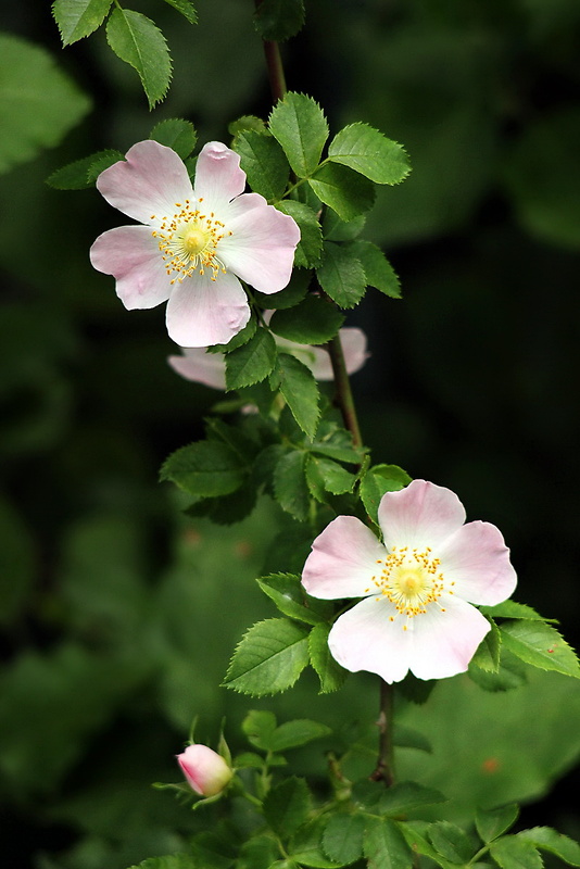 ruža šípová Rosa canina L.