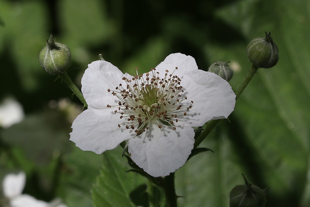 ostružina Rubus sp.