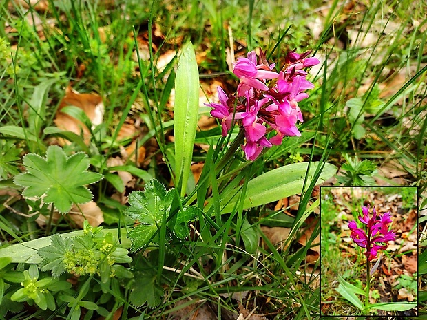 červenohlav Anacamptis sp. (Banks & Sol. ex Russell) R.M.Bateman, Pridgeon & M.W.Chase