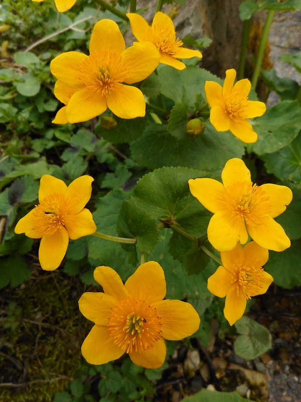 záružlie močiarne horské Caltha palustris subsp. laeta (Schott, Nyman et Kotschy) Hegi