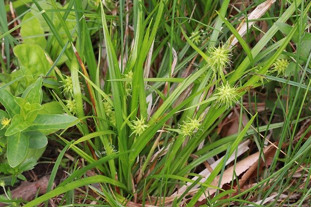 ostrica žltá Carex flava L.