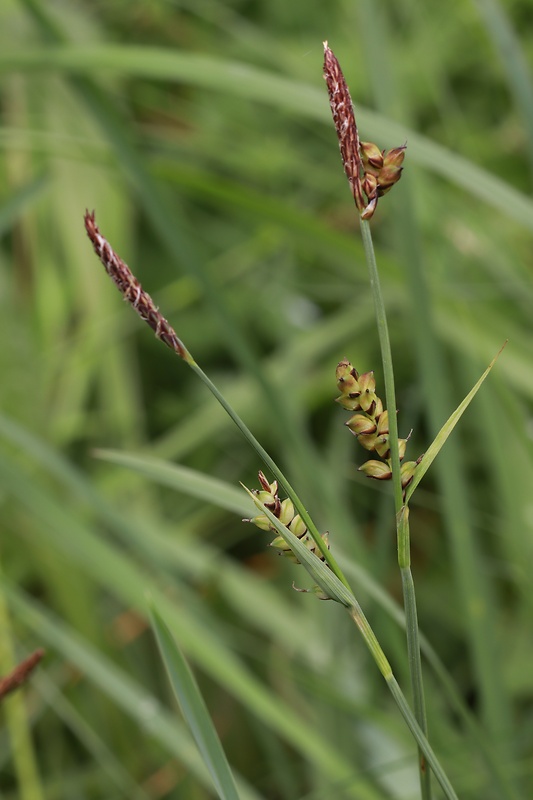 ostrica Carex sp.