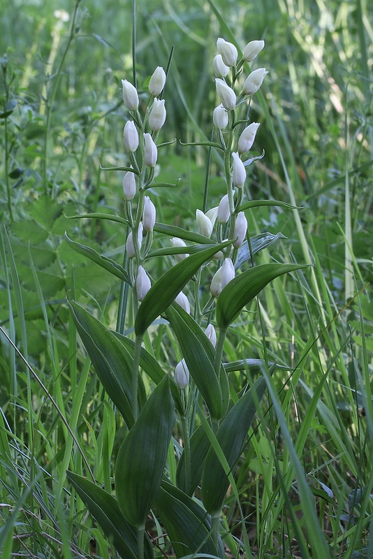 prilbovka biela Cephalanthera damasonium (Mill.) Druce