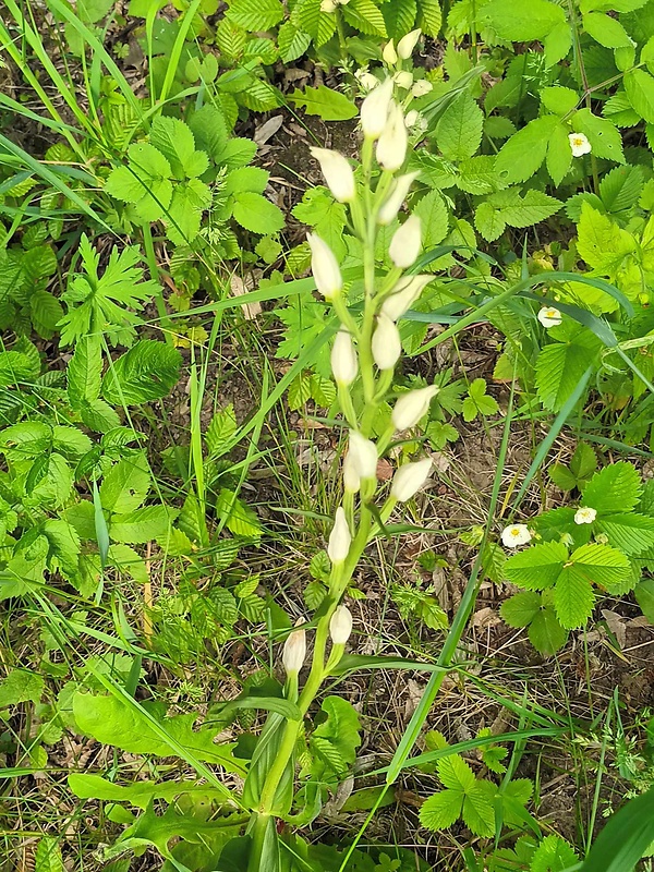 prilbovka biela Cephalanthera damasonium (Mill.) Druce