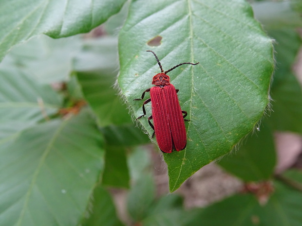 dlouhoústec červený (Cz.) Dictyoptera aurora (Herbst, 1784)