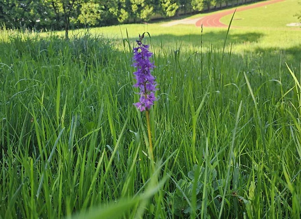 vstavač mužský poznačený Orchis mascula subsp. signifera (Vest) Soó