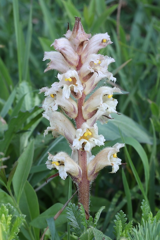 záraza žltá Orobanche lutea Baumg.