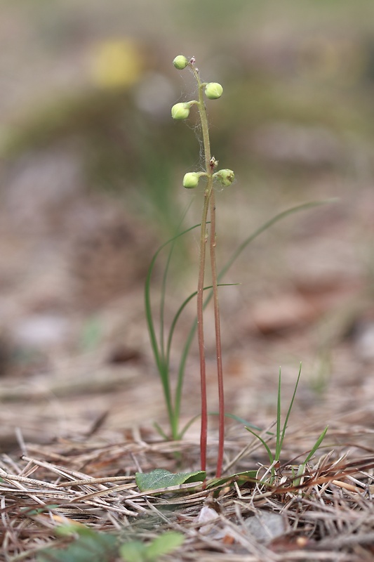 hruštička zelená Pyrola chlorantha Sw.