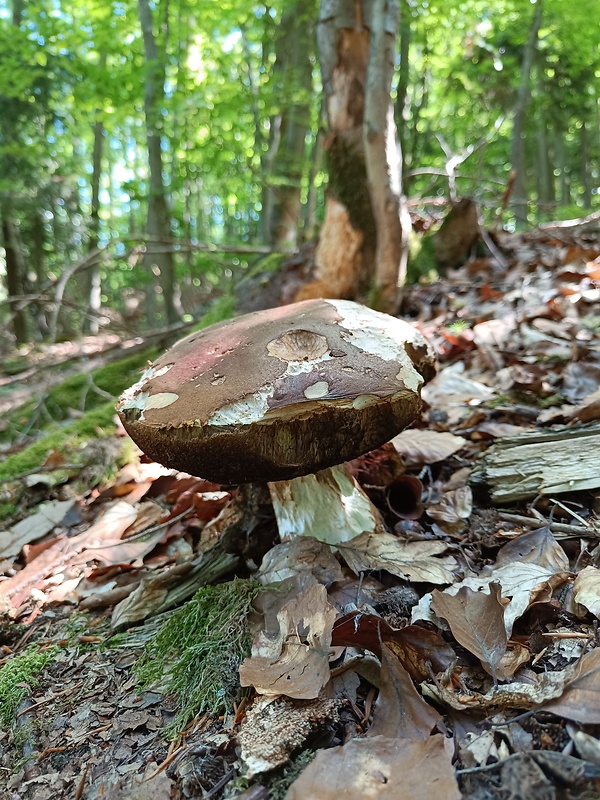 hríb zrnitohlúbikový  Sutorius luridiformis (Rostk.) G. Wu & Zhu L. Yang