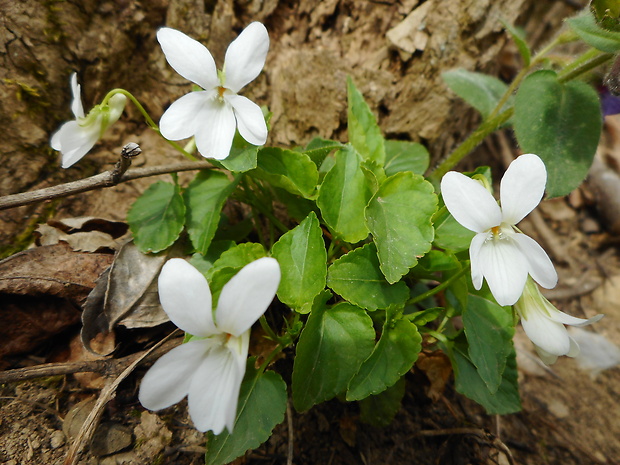 fialka biela Viola alba Besser