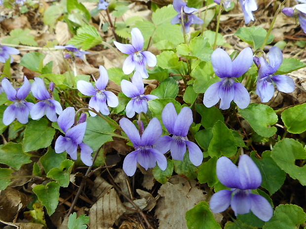 fialka lesná Viola reichenbachiana Jord. ex Boreau