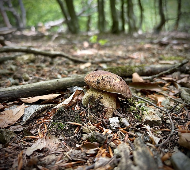 hríb dubový Boletus reticulatus Schaeff.