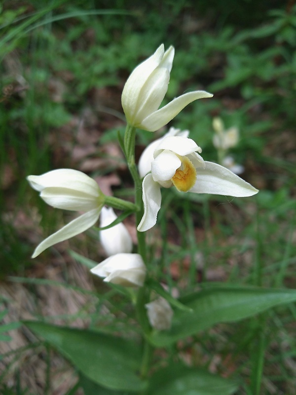 prilbovka biela Cephalanthera damasonium (Mill.) Druce