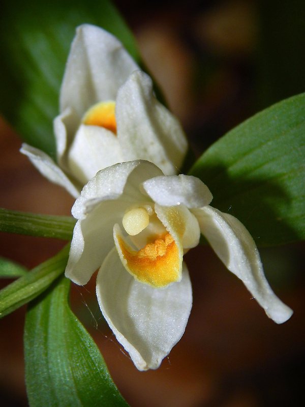 prilbovka biela Cephalanthera damasonium (Mill.) Druce