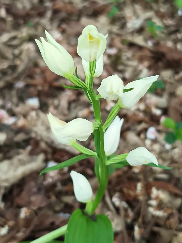 prilbovka biela Cephalanthera damasonium (Mill.) Druce