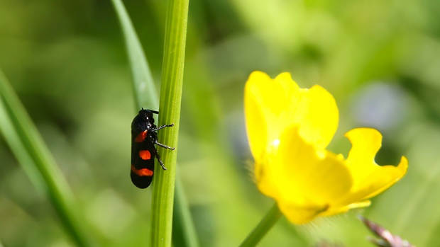 peniarka červená   Cercopis vulnerata Rossi, 1807