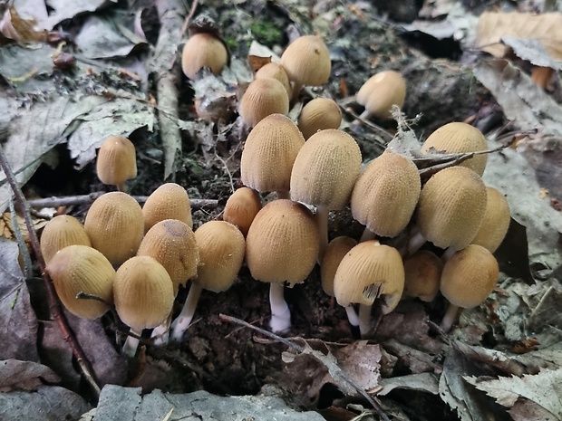 hnojník ligotavý Coprinellus micaceus (Bull.) Vilgalys, Hopple & Jacq. Johnson