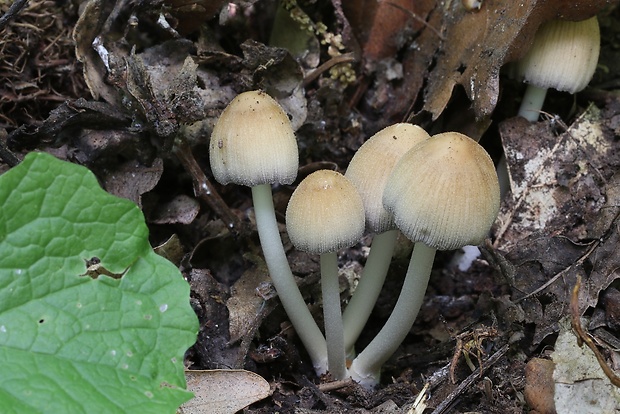 hnojník Coprinellus sp.