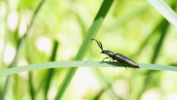 kováčik zelený Ctenicera pectinicornis