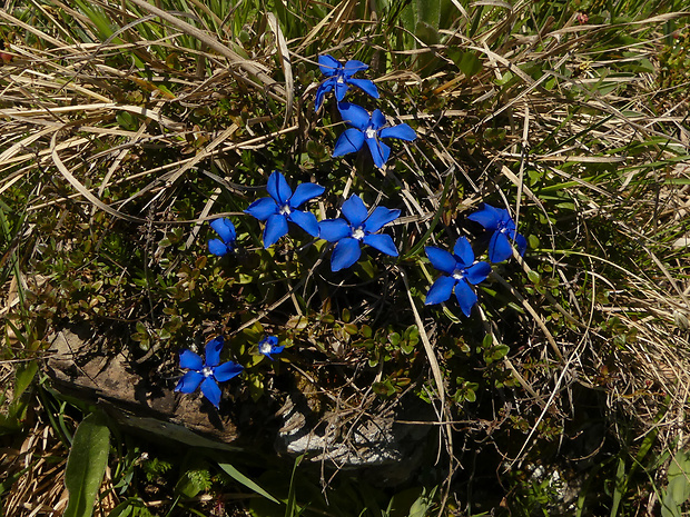 horec jarný Gentiana verna L.