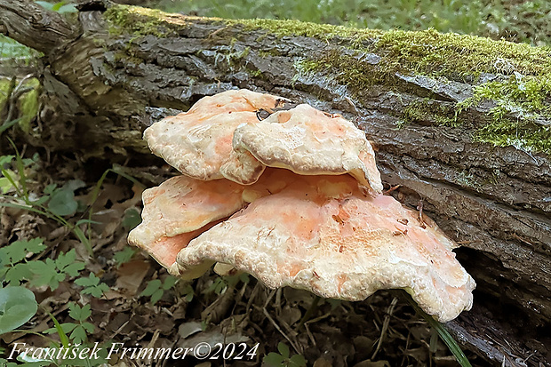 sírovec obyčajný Laetiporus sulphureus (Bull.) Murrill