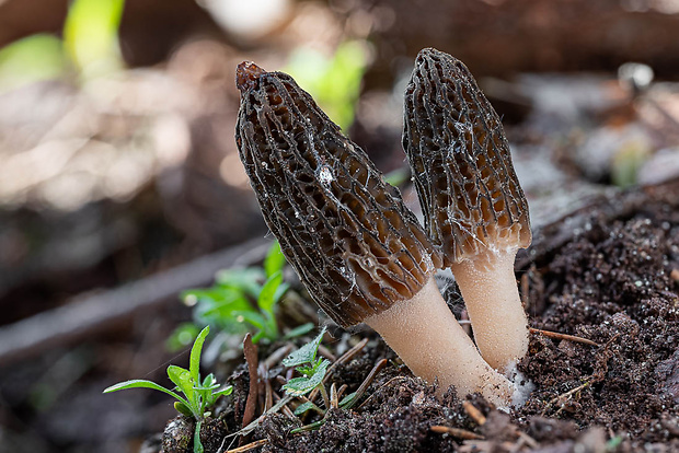 smrčok Morchella sp.