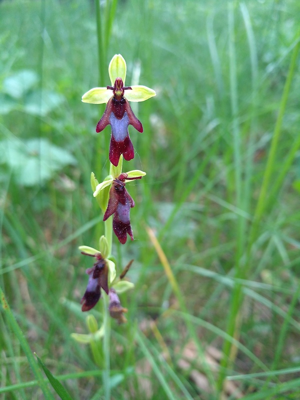 hmyzovník muchovitý Ophrys insectifera L.