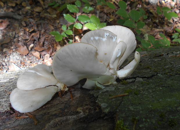 hliva buková Pleurotus pulmonarius (Fr.) Quél.