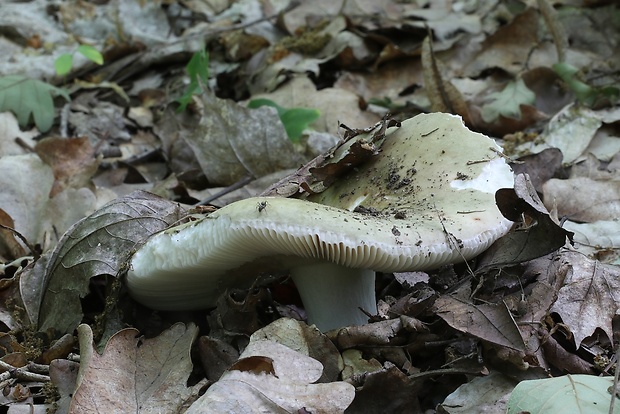 plávka buková Russula heterophylla (Fr.) Fr.