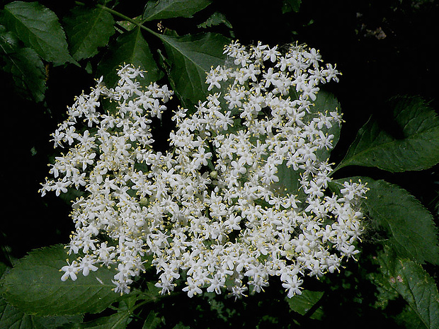 baza čierna Sambucus nigra L.