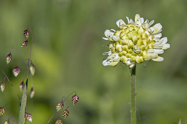 hlaváč žltkastý Scabiosa cf. ochroleuca L.