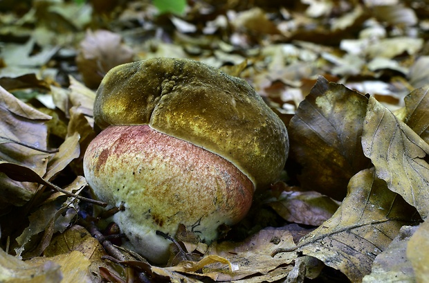 hríb zrnitohlúbikový Sutorius luridiformis (Rostk.) G. Wu & Zhu L. Yang