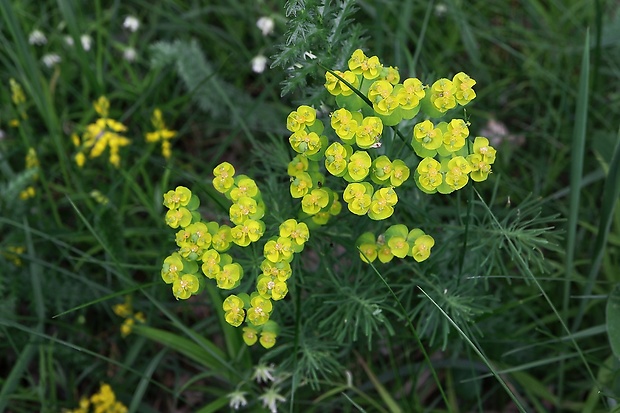 mliečnik Tithymalus sp.