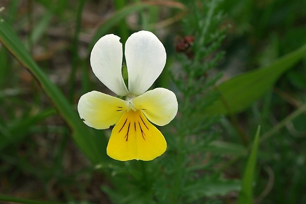 fialka roľná Viola arvensis Murray