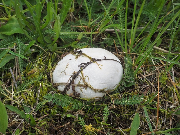 fúkavec sivý Bovista plumbea Pers.