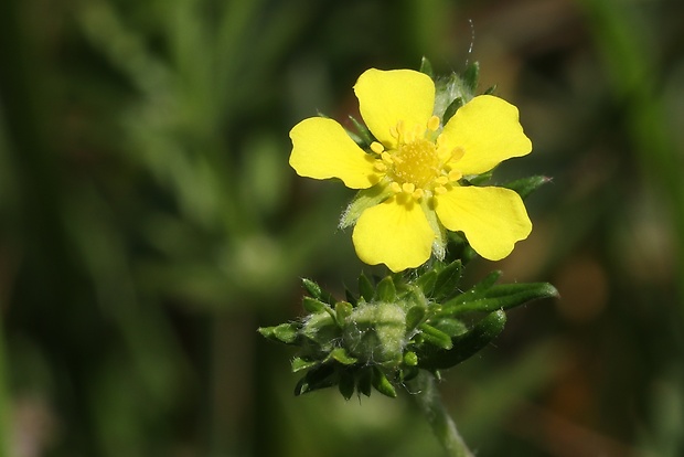 nátržník strieborný Potentilla argentea L.