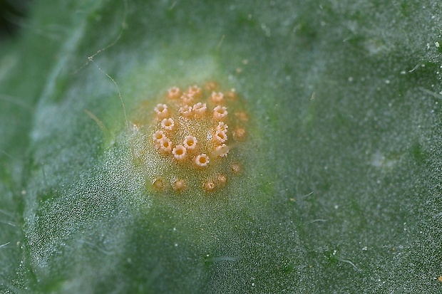 hrdza Puccinia