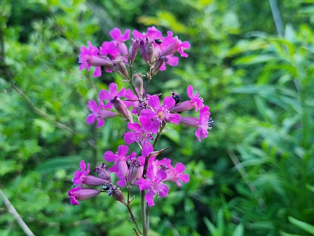 smolnička obyčajná Viscaria vulgaris