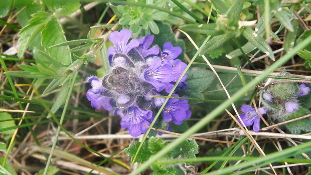 zbehovec plazivý Ajuga reptans L.