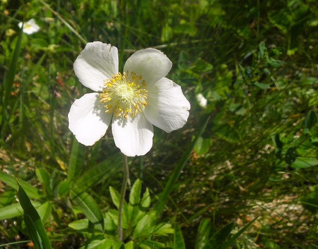 veternica lesná Anemone sylvestris L.