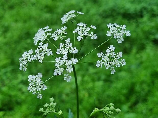 trebuľka lesná Anthriscus sylvestris (L.) Hoffm.