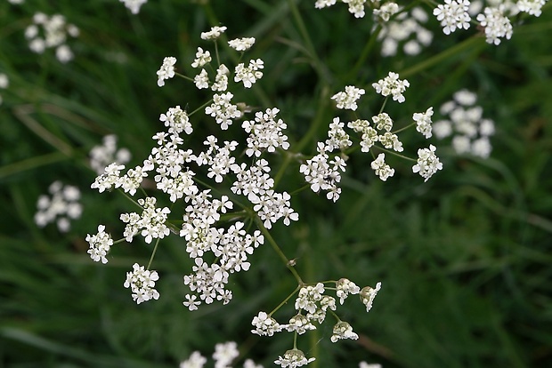 trebuľka lesná Anthriscus sylvestris (L.) Hoffm.