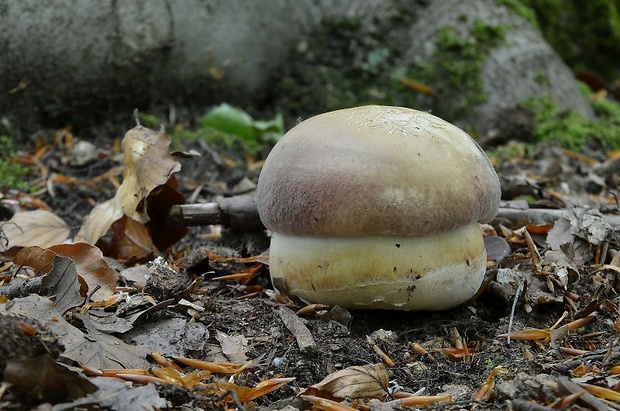 hríb sosnový Boletus pinophilus Pil. et Dermek in Pil.