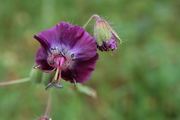 pakost hnedočervený Geranium phaeum L.