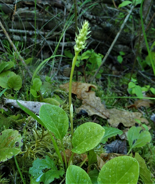 hruštička okrúhlolistá Pyrola rotundifolia L.